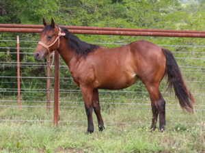 2023 stallion Taggline x Badgers Rodeo Red dtr