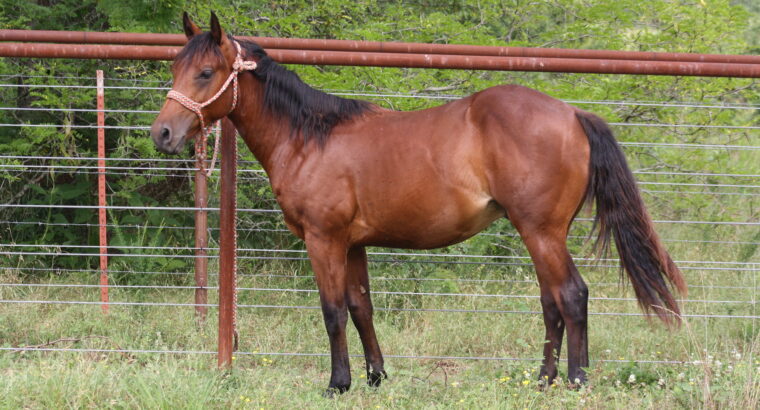 2023 stallion Taggline x Badgers Rodeo Red dtr