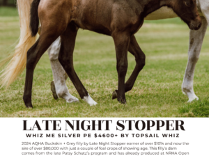 Late Night Stopper Filly