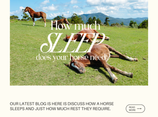 Sleep: How much does your horse need?