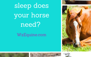 Sleep: How much does your horse need?