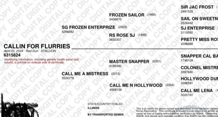CALLIN FOR FLURRIES-SG Frozen Enterprize 2024 colt