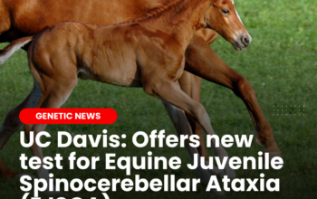 New Testing for Equine Juvenile Spinocerebellar Ataxia (EJSCA) Now Available at UC Davis
