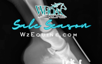 Navigating Sale Season: Guide to Reining Horse Prospects