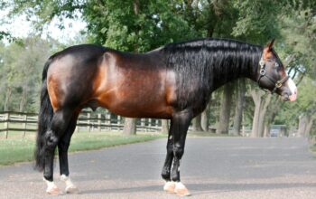 Stallion Feature: Whiz Van Winkle