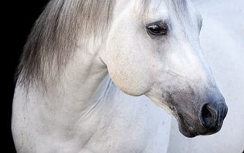 Two Legitt: A Homozygous Roan Stallion with Timeless Genetics and Modern Versatility