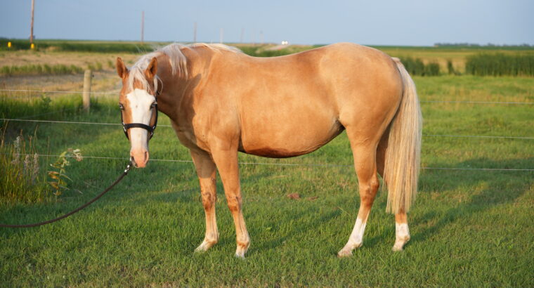 🌟 Broodmare Available – Shay (REMINICS TRUE COLOR