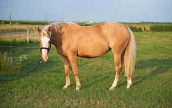 🌟 Broodmare Available – Shay (REMINICS TRUE COLOR