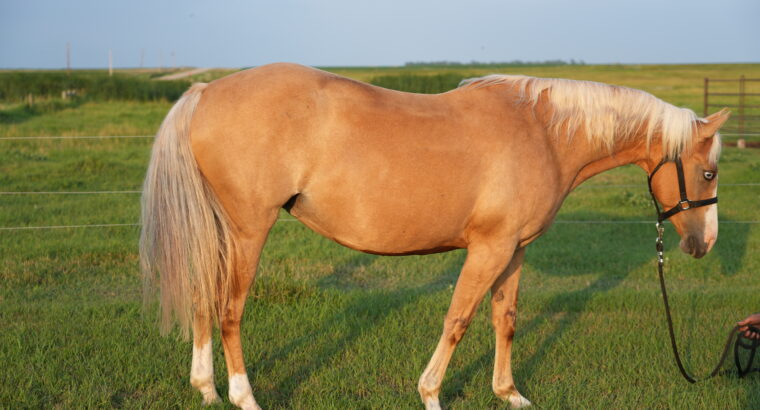 🌟 Broodmare Available – Shay (REMINICS TRUE COLOR