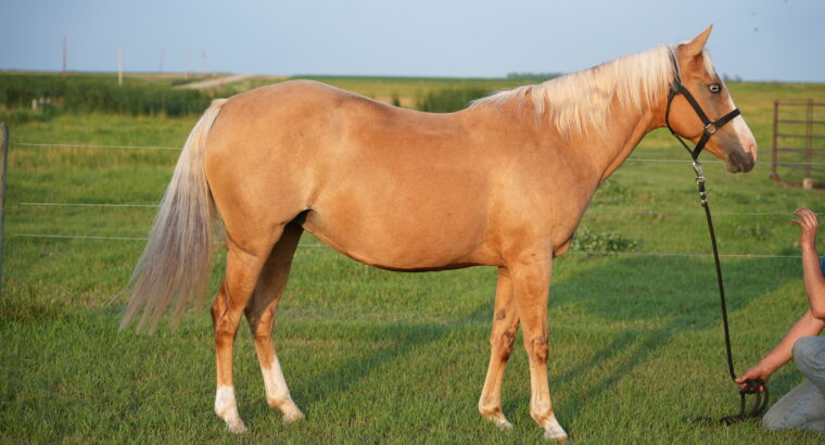 🌟 Broodmare Available – Shay (REMINICS TRUE COLOR