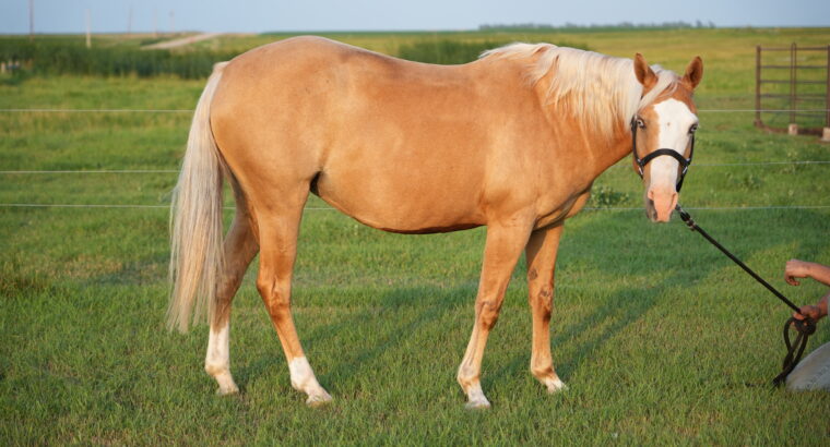 🌟 Broodmare Available – Shay (REMINICS TRUE COLOR