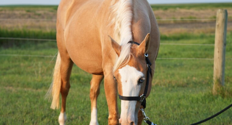 🌟 Broodmare Available – Shay (REMINICS TRUE COLOR