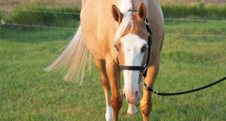 🌟 Broodmare Available – Shay (REMINICS TRUE COLOR