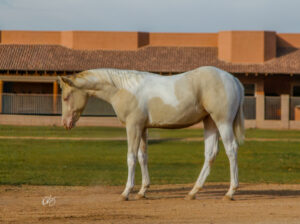 Smoky Cream Spooks Grand Slam Filly