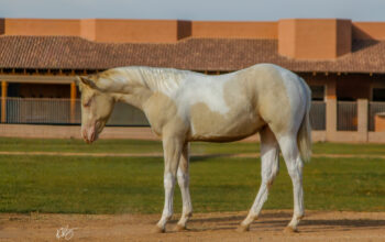 Smoky Cream Spooks Grand Slam Filly