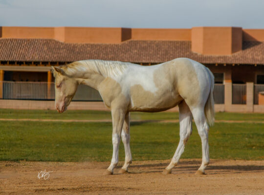 Smoky Cream Spooks Grand Slam Filly