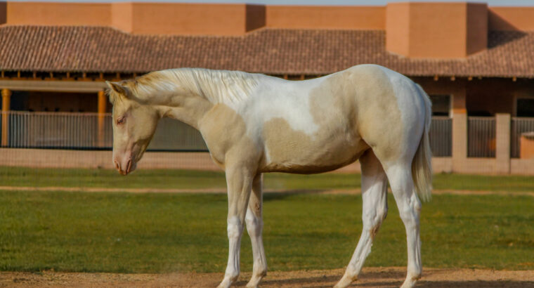 Smoky Cream Spooks Grand Slam Filly