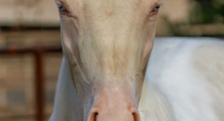 Smoky Cream Spooks Grand Slam Filly