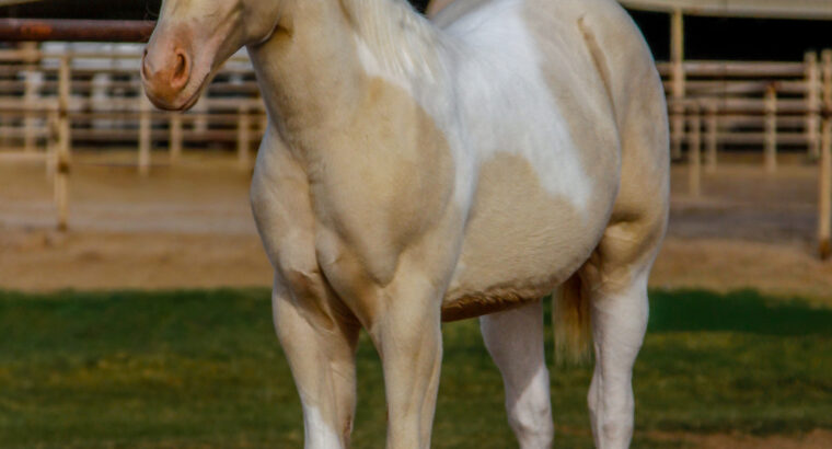 Smoky Cream Spooks Grand Slam Filly