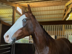 2020 Sorrel Gelding, Finished Reiner “Todd”