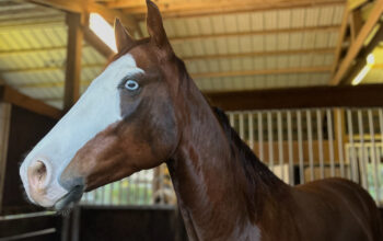 2020 Sorrel Gelding, Finished Reiner “Todd”