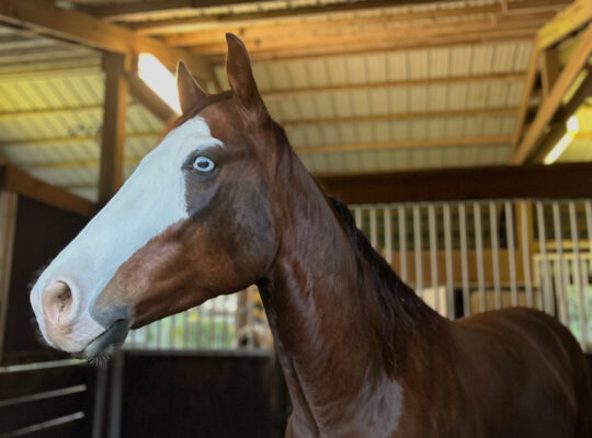 2020 Sorrel Gelding, Finished Reiner “Todd”