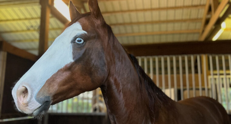 2020 Sorrel Gelding, Finished Reiner “Todd”