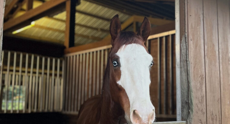 2020 Sorrel Gelding, Finished Reiner “Todd”