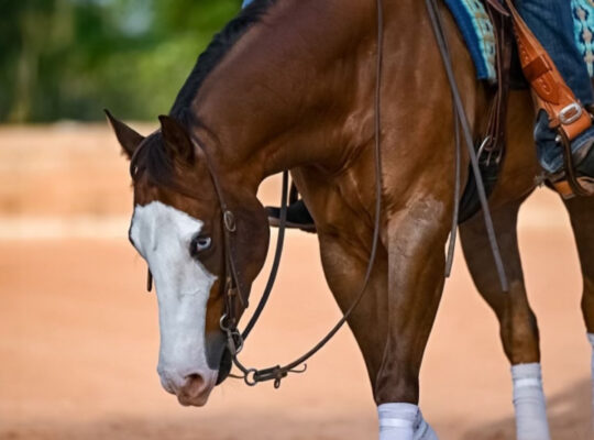 2020 Sorrel Gelding, Finished Reiner “Todd”