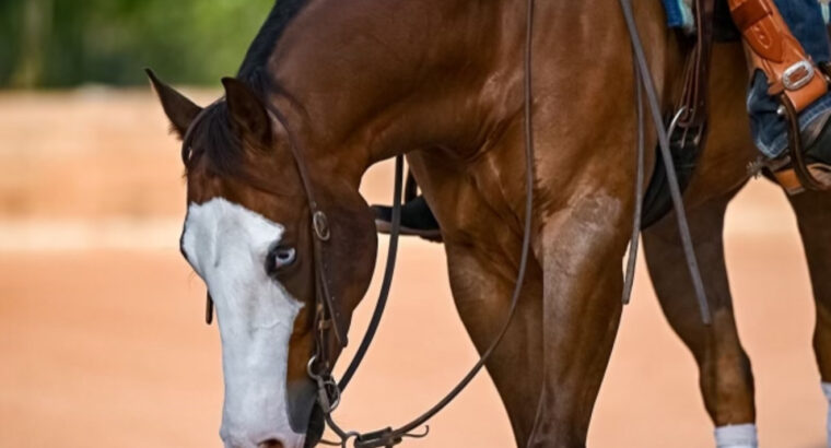 2020 Sorrel Gelding, Finished Reiner “Todd”