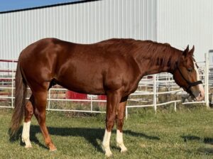 Tough Son Of A Gun 34 x Zak 34