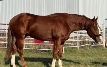 Tough Son Of A Gun 34 x Zak 34