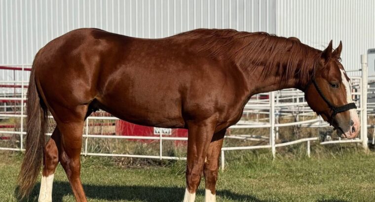 Tough Son Of A Gun 34 x Zak 34