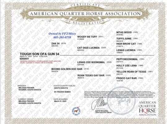 Tough Son Of A Gun 34 x Zak 34