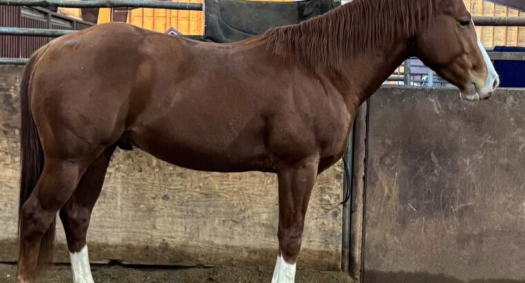 Tough Son Of A Gun 34 x Zak 34