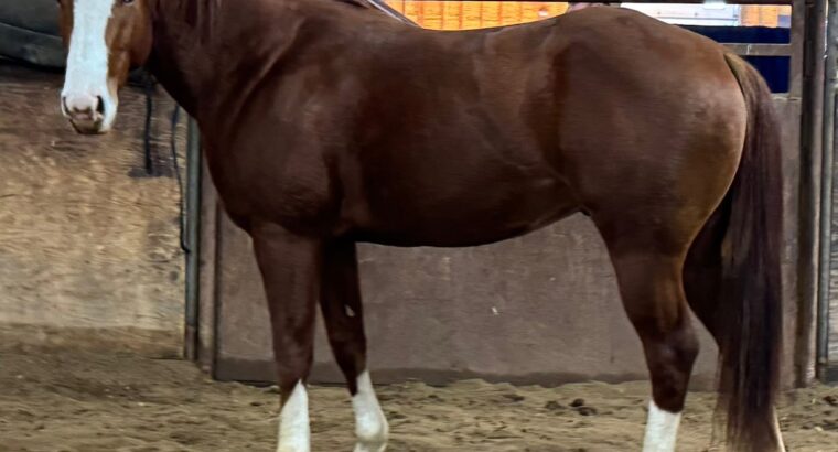 Tough Son Of A Gun 34 x Zak 34